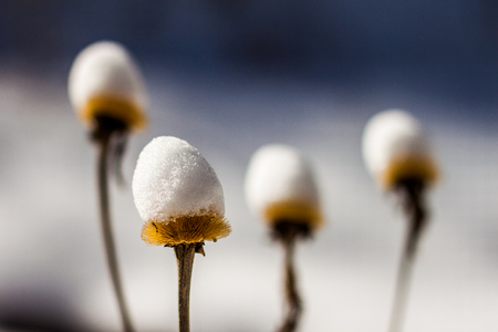Tall wild plants on a blurred Winter background, with a few centimeters of snow on top of them, on a sunny February dayの写真素材
