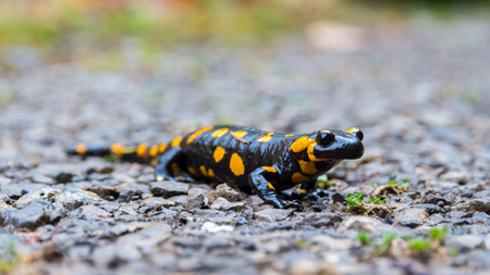Close up of a Fire Salamander stepping on pebbles, after rain. Black Amphibian with orange spots the...