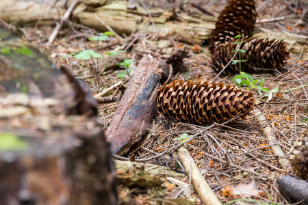 Macro of spruce cones with thin scales, fallen on the forest floor, surrounded by pieces of wood and spruce/pine needles. Late autumn scene, deep in the Romanian wild Siriului mountains.の写真素材