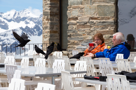 Zermatt, Switzerland - June 1 2014: Senior man feeding black crows on the Kulmhotel Gornergrat terrace, at 3100 meters, while his female companion takes pictures of the birds, on a bright sunny day.のeditorial素材