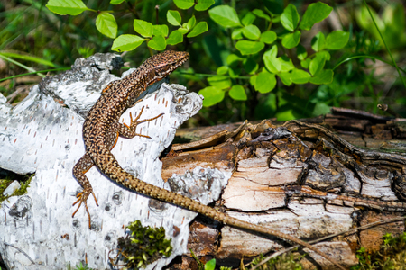 Brown Viviparous lizard (Zootoca vivipara) climbed on a white tree bark, camouflaged near the tree's...