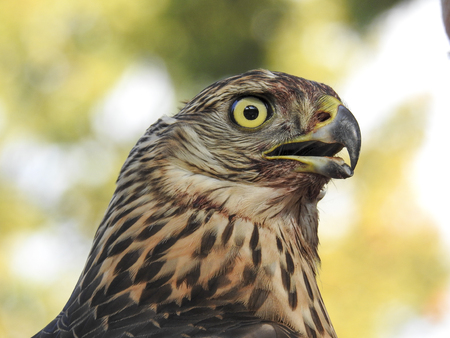 Bird lifeの写真素材