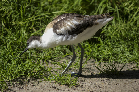Bird lifeの写真素材