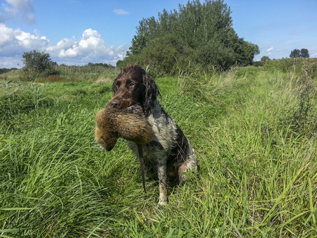 Hunting dog
