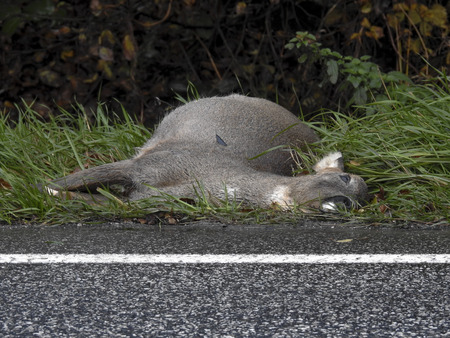 wildlife accidentの写真素材