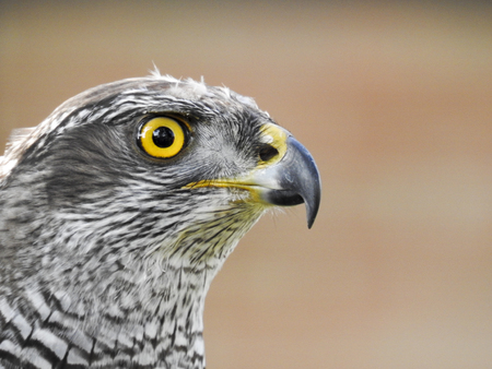 Bird lifeの写真素材