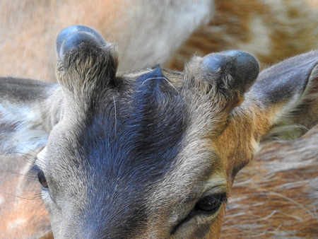 Fallow deer in the bastの写真素材