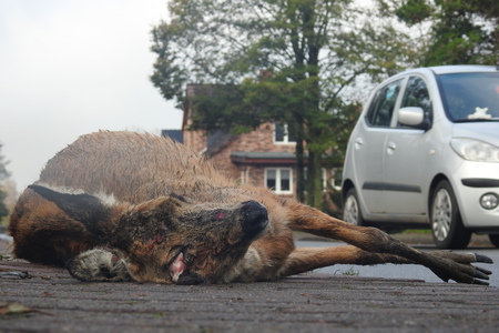 Wild accident with roe deerの写真素材