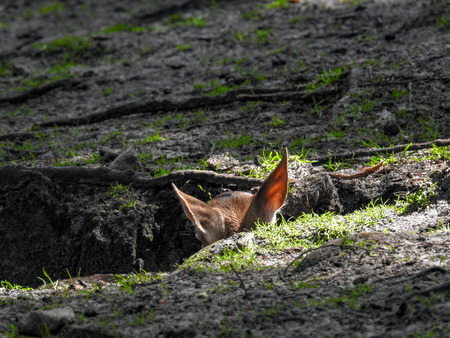 Damwild fawn in hiding placeの素材 [FY31097435526]