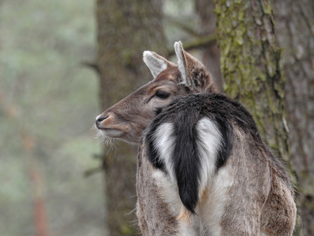 Fallow deer in the forestの写真素材