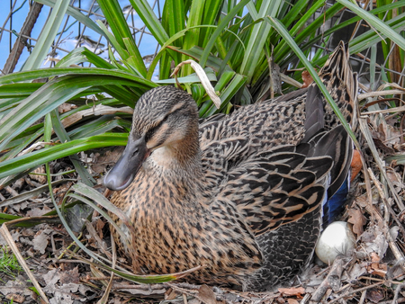 Mallard is brewingの写真素材