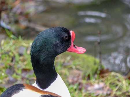 Fire goose on the waterの写真素材