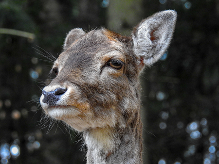 Fallow deer in the forestの写真素材
