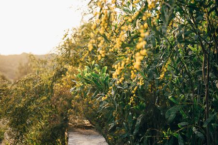 Wonderful landscape - flowering branches of mimosa on a background of salt lake. Trail running along Larnaca salt lake at sunny morning. Horizontal image.の写真素材