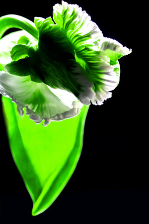 white tulip flower on black backgroundの写真素材
