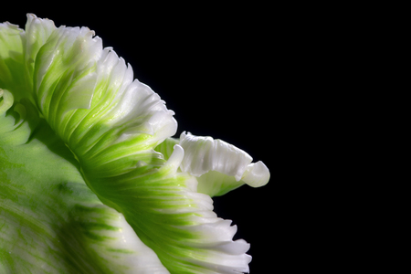flower closeup on black backgroundの写真素材
