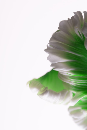 white tulip close up on white backgroundの写真素材