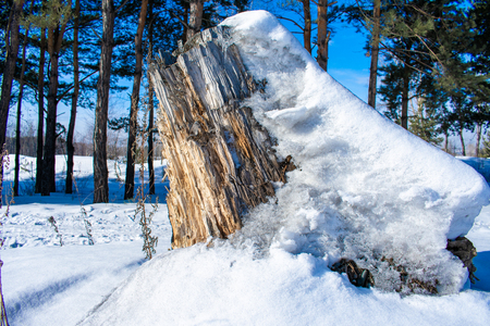 big stump in the snow and pine trees in the backgroundの写真素材