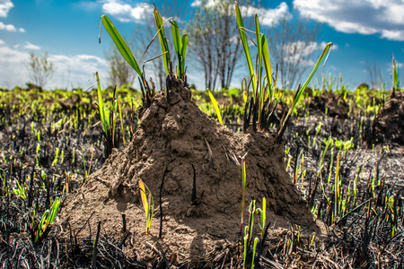 anthill in the sun green grass and blue skyの写真素材