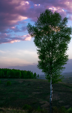 lonely tree stands on a hill against the sunsetの写真素材