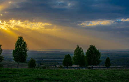 green birch trees on a background of yellow sunset and blue skyの写真素材