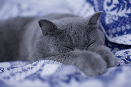 british cat sleeping on a bed close-upの写真素材