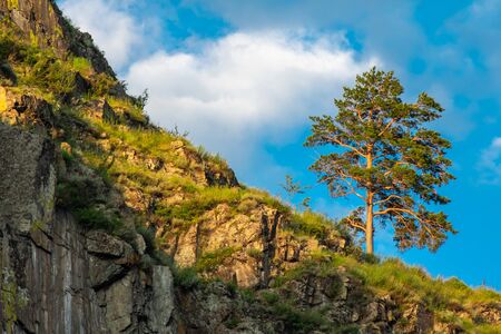 lonely pine on a cliff side in the sunshineの写真素材