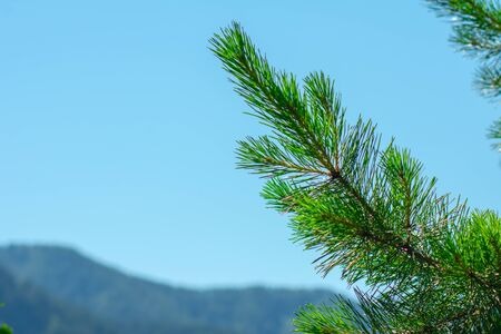 branch of green pine against the blue skyの写真素材