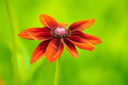 orange rudbeckia flower on blurred green backgroundの写真素材
