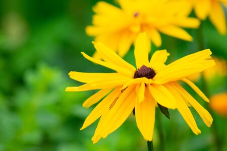 yellow rudbeckia flower on blurred green backgroundの写真素材