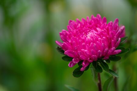 red flower aster on blurred green backgroundの写真素材
