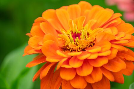 bright orange flower zinnia blurred green backgroundの写真素材