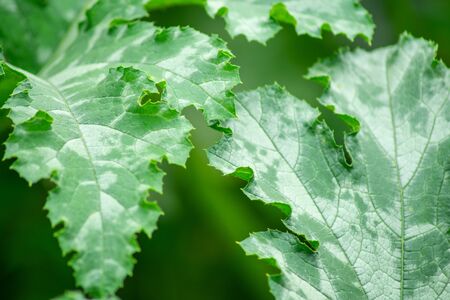 green leaves of zucchini on a blurred green backgroundの写真素材