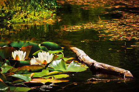 2 bulrushes in a  streamの写真素材