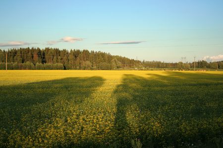 Field in the summerの写真素材