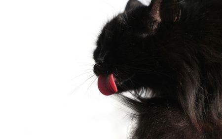 Washing catの写真素材