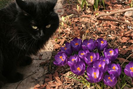 crocusesの写真素材
