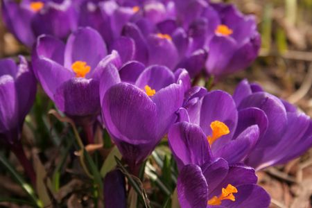 crocuses