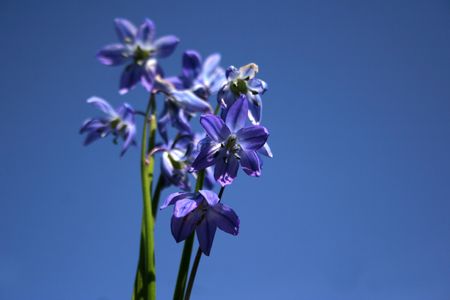 bluebell