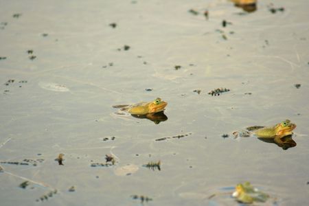  frogsの写真素材