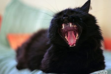 Sleepy catの写真素材