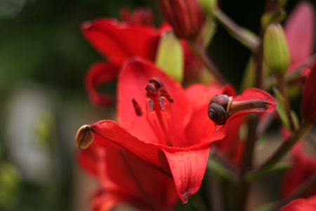Snail on a flower of a red lilyの写真素材