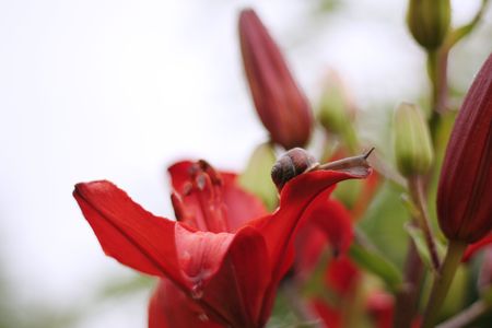 Snail on a flower of a red lilyの写真素材