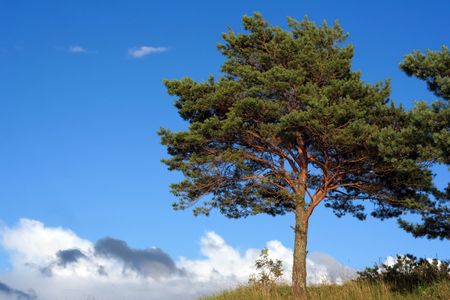 Green trees and the blue cloudy skyの写真素材