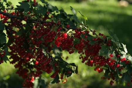 Ripe red currant in a summer gardenの写真素材