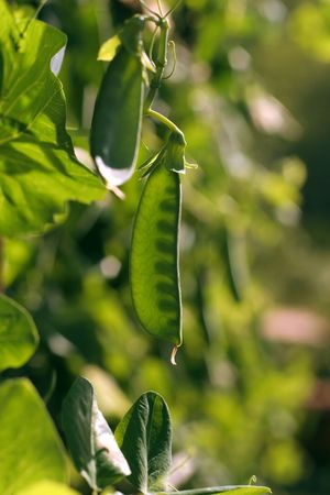 Sunlight shines through a pea pod showing the growing peas hidden insideの写真素材