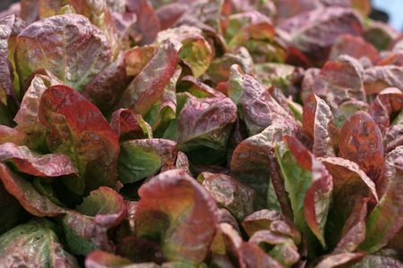  lettuce red salad leavesの写真素材
