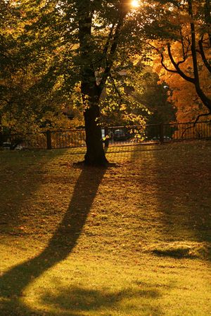 Autumnの写真素材