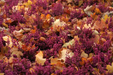 Autumnの写真素材