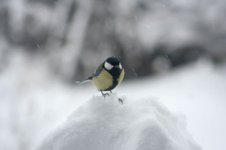 titmouseの写真素材